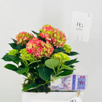 12442 - Image 4