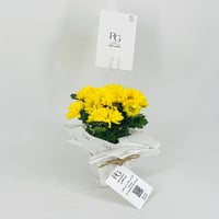 نبات الكرسانتموم الاصفر رقم.9551 - صورة 2