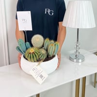 mix cactus Plant No.16901 - Image 2