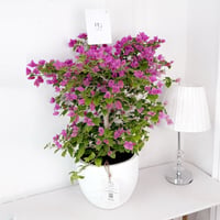 Bougainvillea Plant No.17933 - Image 1