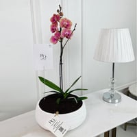 Phalaenopsis Plant No.16789 - Image 1