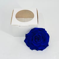 11282 - صورة 1