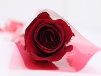 29-120 - صورة 2