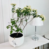 White Bougainvillea Plant No.16880 - Image 1