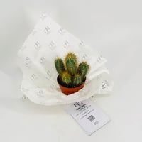 Cactus No.9608 - Image 2