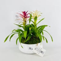 Guzmania plant vase No.15401 - Image 1
