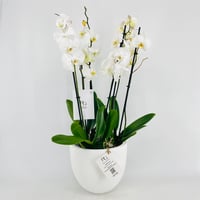 فازة نبات الاوركيد رقم.15334 - صورة 1