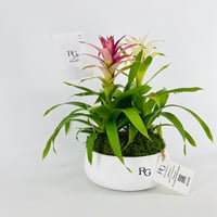 Guzmania plant vase No.15401 - Image 3