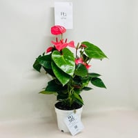 8075 - Image 2