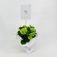 نبات الهايدرنجا رقم.9560 - صورة 2