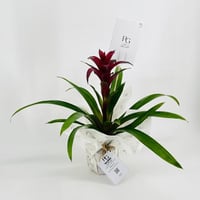 نبات الجوزمانيا رقم.9573 - صورة 2