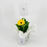 Yellow gerbera plant No.9544 - صورة 3