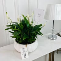 Spathiphyllum Bellini Plant No.16757 - Image 1