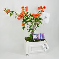 12458 - Image 3