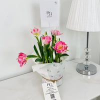 tulip Plant No.17908 - Image 1