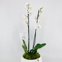 فازة نبات الاوركيد رقم.15338 - صورة 4