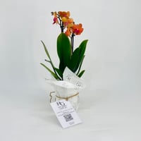Orchid plant No.11317 - Image 1
