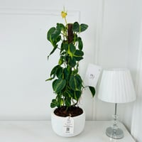 Philodendron Plant No.18018 - Image 1