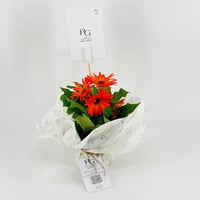 Gerbera orange plant No.9585 - Image 1