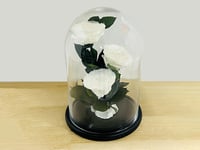 4457 - صورة 1