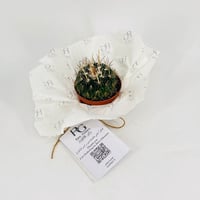 Cactus No.9604 - Image 1