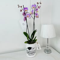 18704 - Image 1