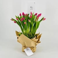 9250-74 - صورة 3