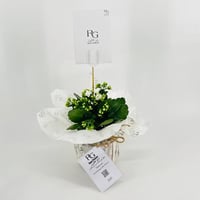Kalanchoe Rosalina white No.9552 - Image 1