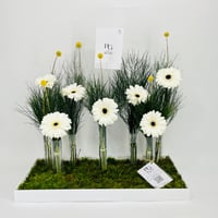 10733 - صورة 1