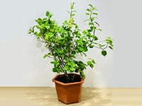 4364-346 - صورة 1
