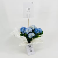 نبات الهايدرنجا رقم.9558 - صورة 2