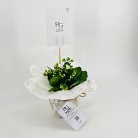 Kalanchoe Rosalina white No.9552 - Image 2