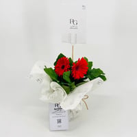 Red gerbera plant No.9543-474 - Image 3