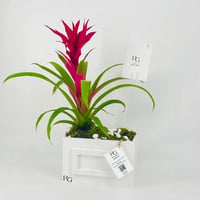 12431 - صورة 3
