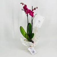 نبات الاوركيد البفسجي رقم.9595 - صورة 2