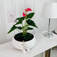 نبات أنثوريوم رقم.16773 - صورة 1