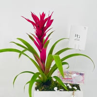 12432 - Image 3