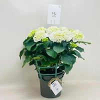 7949 - صورة 2