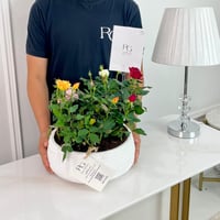 Rosa Plant No.16755 - Image 2