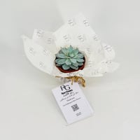 نبات الاشفريه رقم.9601 - صورة 1