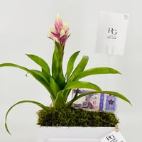 12848 - Image 4