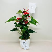 8079 - صورة 1