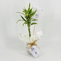 نبات دراسينا رقم.9578-404 - صورة 2