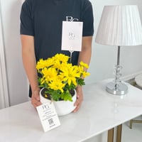 Chrysanth Mix Plant No.16744 - Image 2
