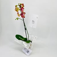 نبات الاوركيد رقم.10667 - صورة 2