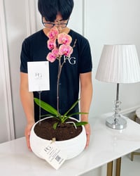 Phalaenopsis Plant No.16789 - Image 2