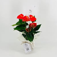 9532-195 - صورة 1