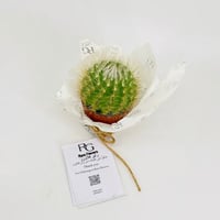 Cactus No.9607-551 - Image 3
