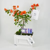 12458 - Image 4