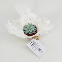 نبات الاشفريه رقم.9601 - صورة 2